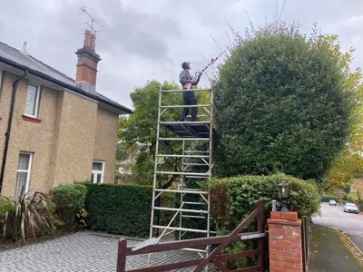 trimming a hedge using scaffolding